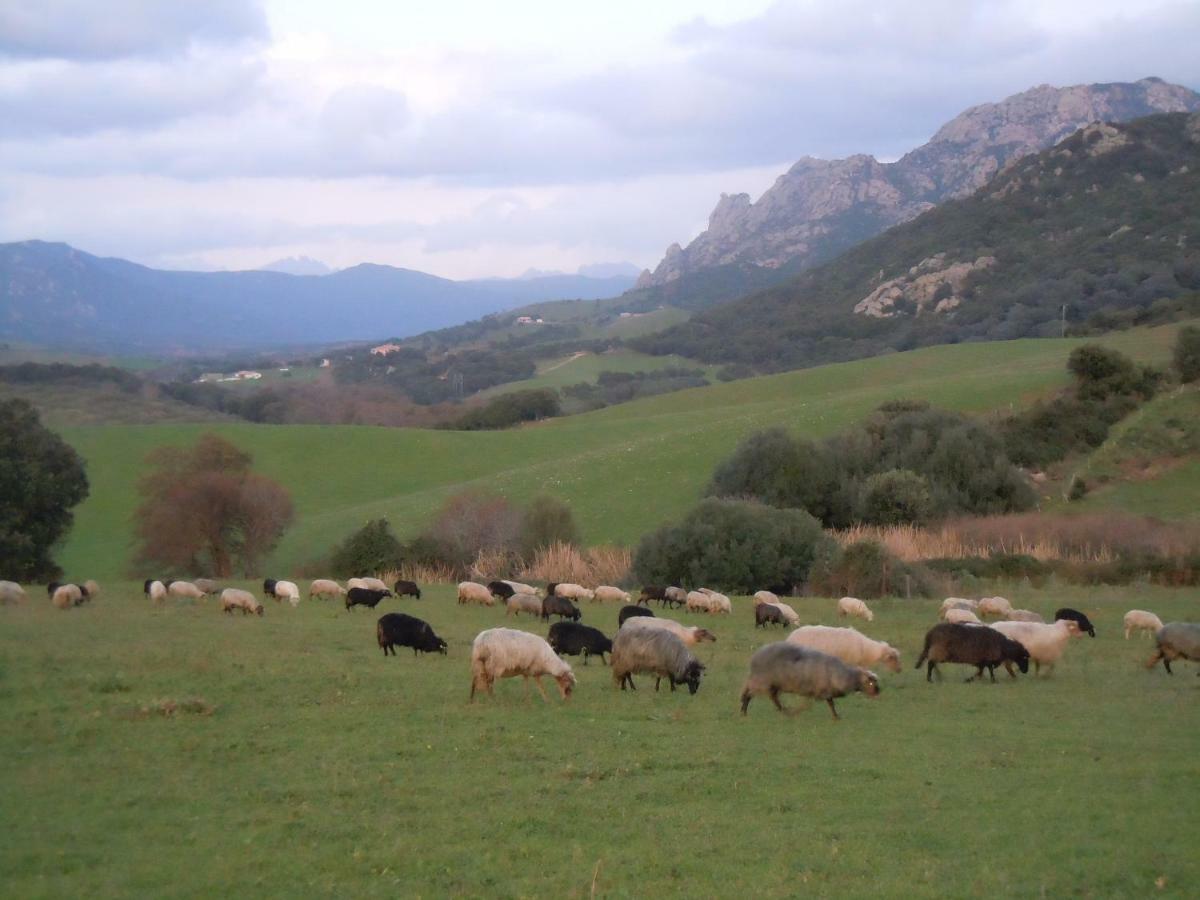 Maison De Campagne Sarragia Dış mekan fotoğraf